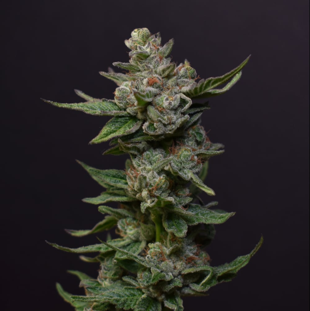 Cherry Breath