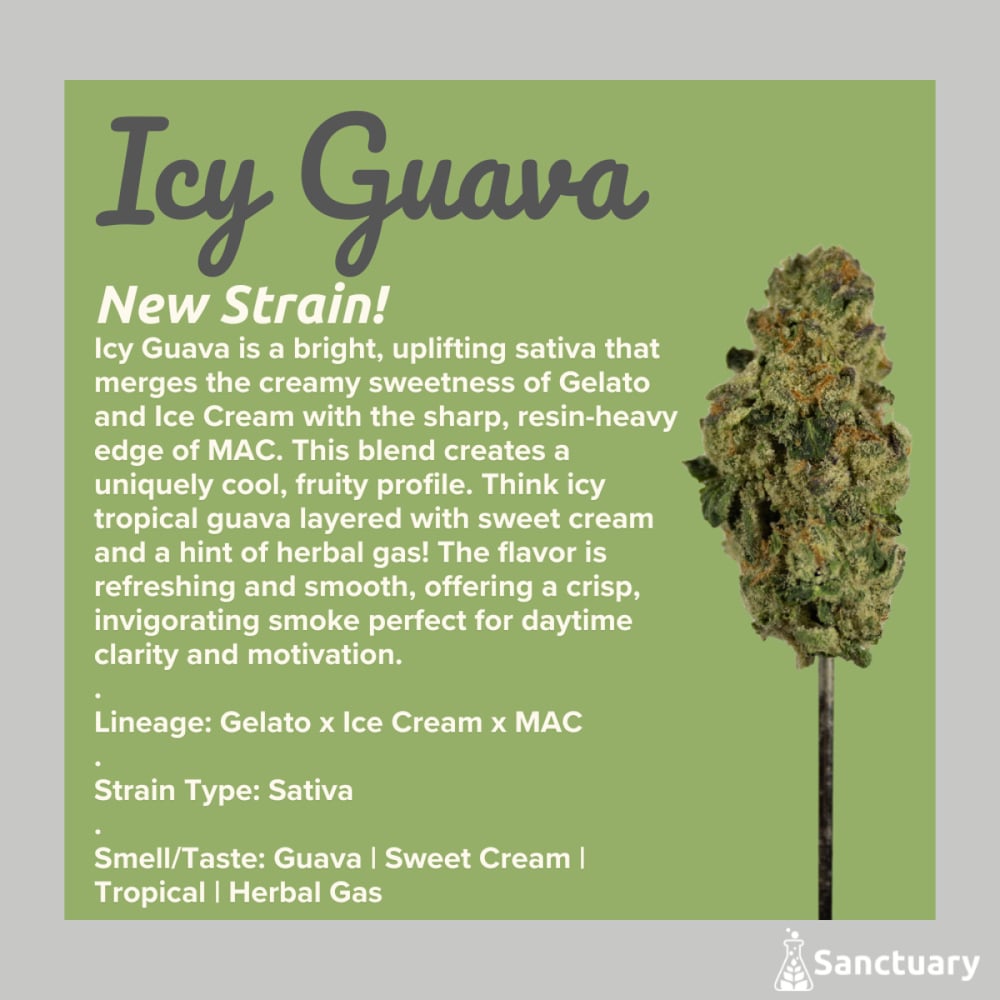 Sanctuary - Icy Guava Flower