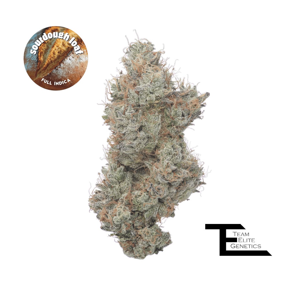 Sourdough Loaf Sourdough Loaf