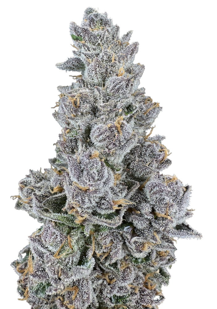 INSTINCTOY inc dropleaf 二重成型 mintyflesh INSTINCTOY inc