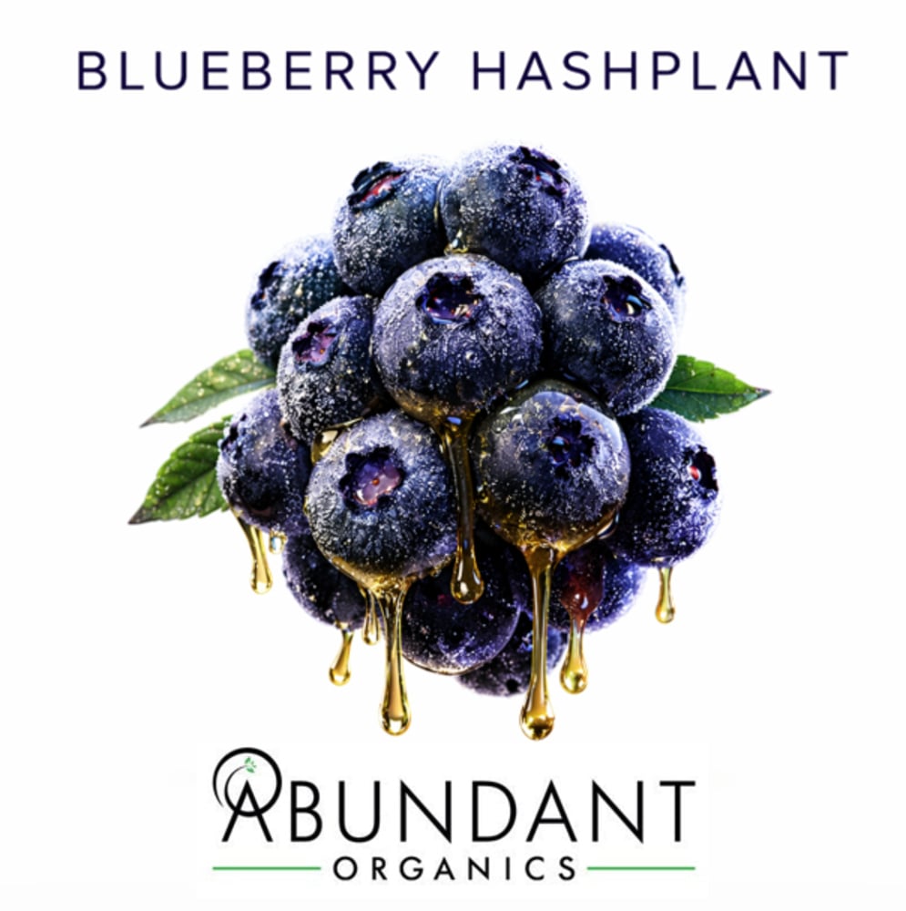 Blueberry Hashplant