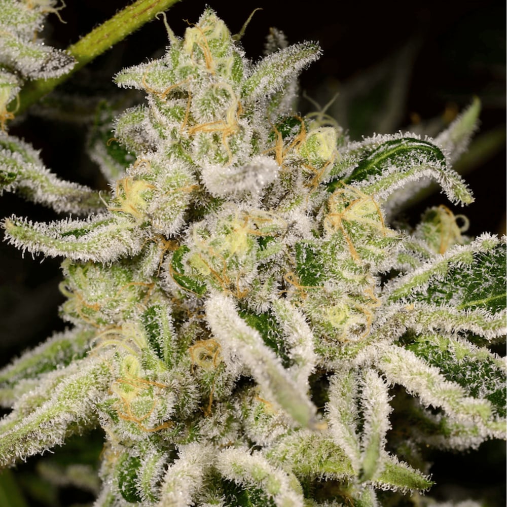 Resinate - Citrus Rush Flower