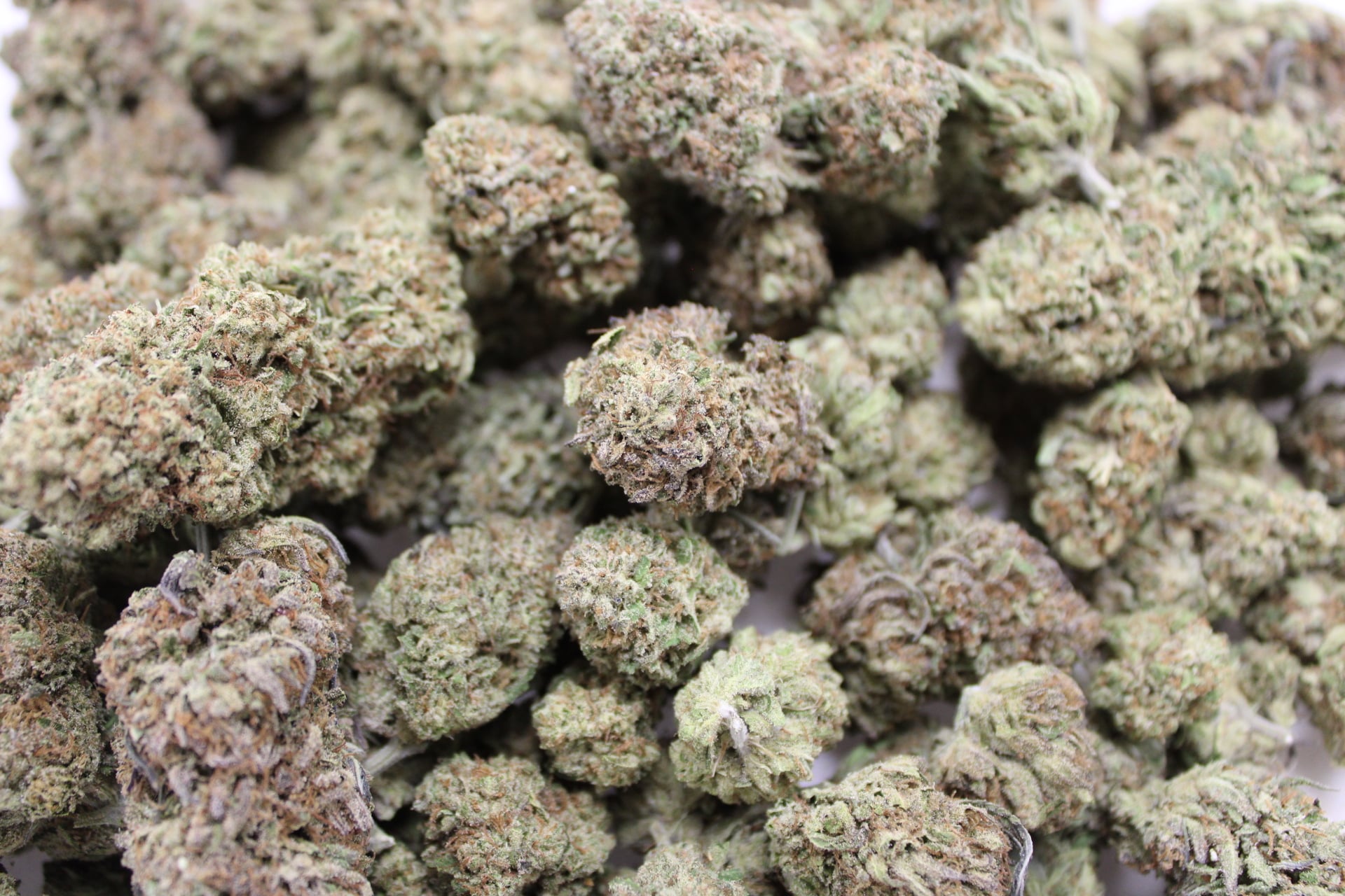 Dakota Green Terp Ranch - Blue Blooded Haze - Bulk Flower - Sativa