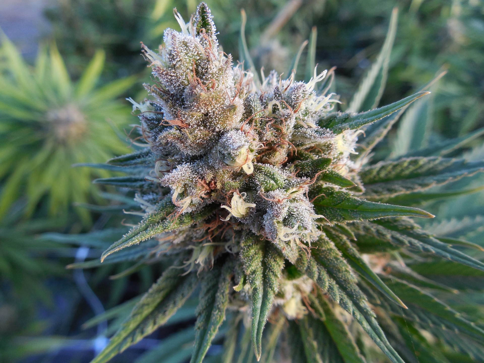Dutch Treat