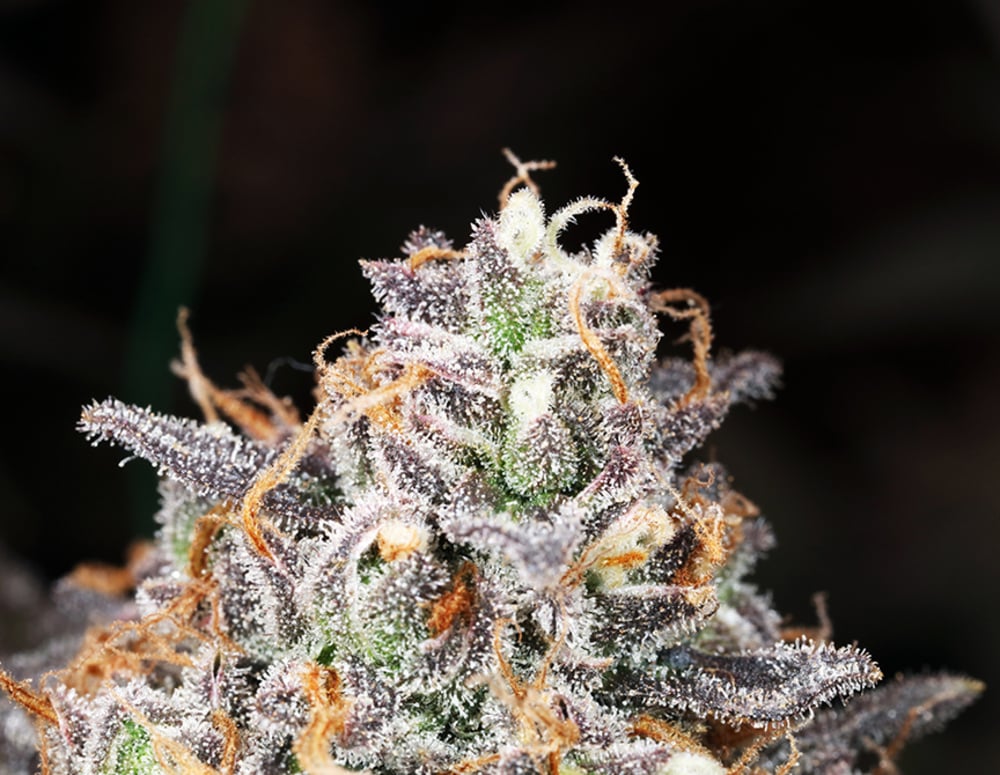 Ice Cream Cake - 1oz in Kahului