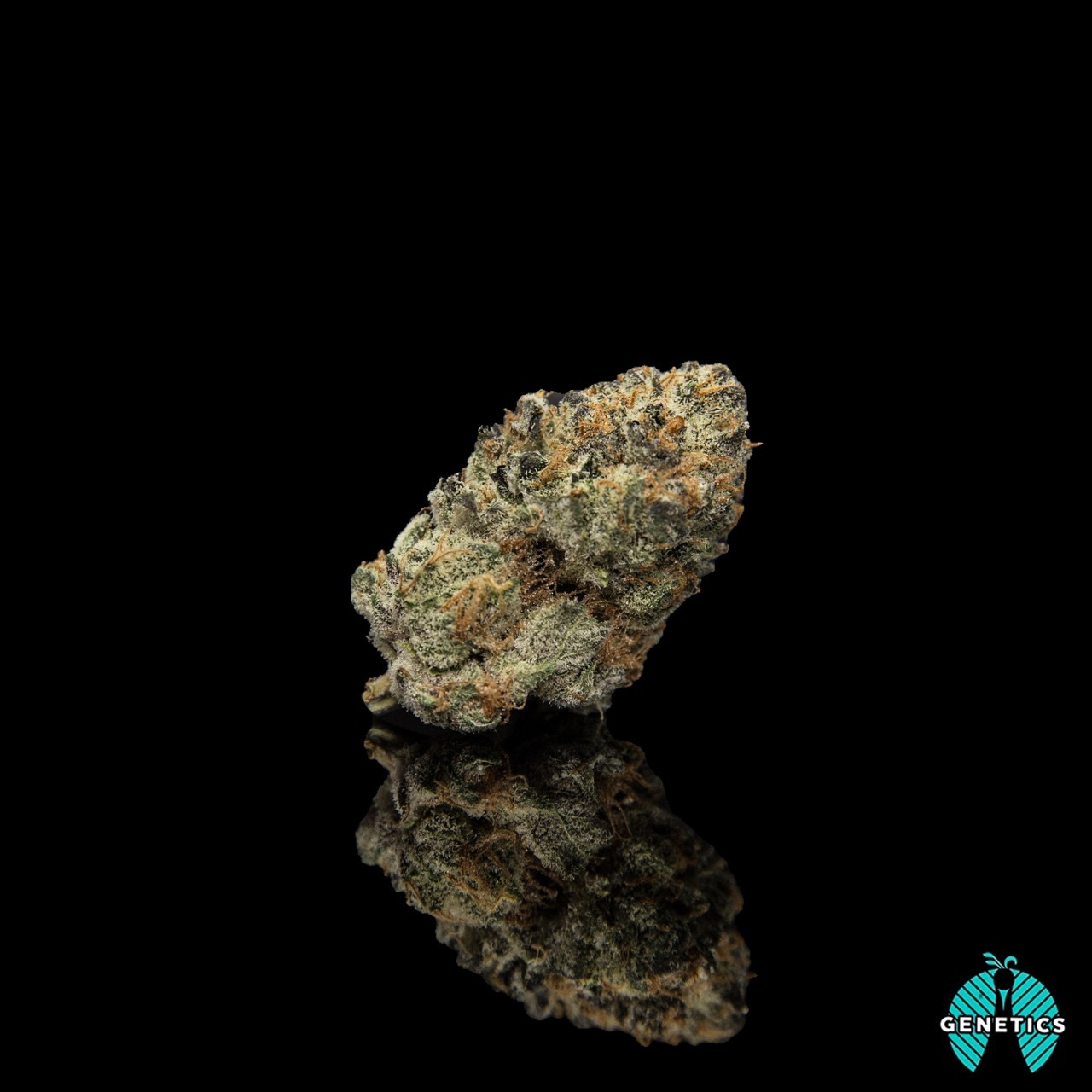 Sour Gelato 13 Maitri Hometown Grown Jane