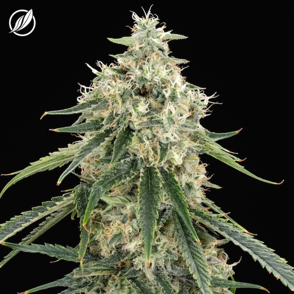 CTPharma - Chem-band (H) Flower C0020026514 CTPharma - Chem-band (H) Flower C0020026514