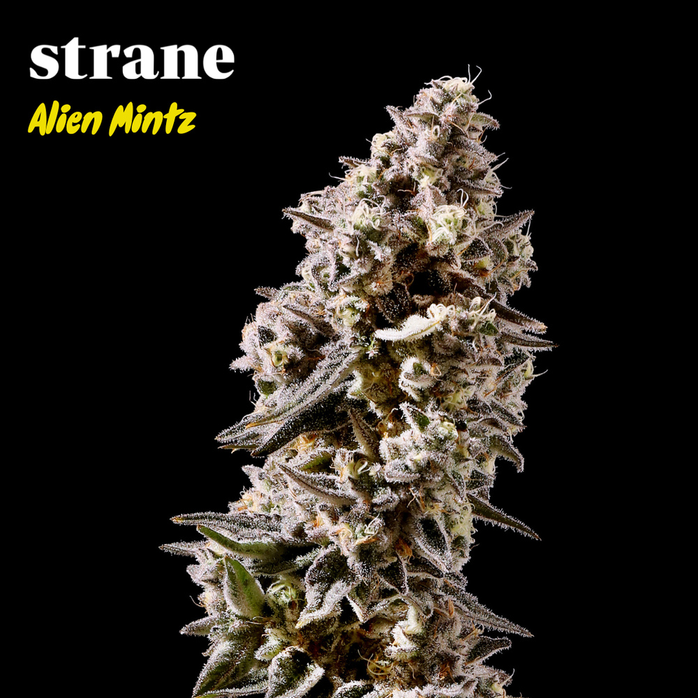 Atomic Grapefruit [.5g]