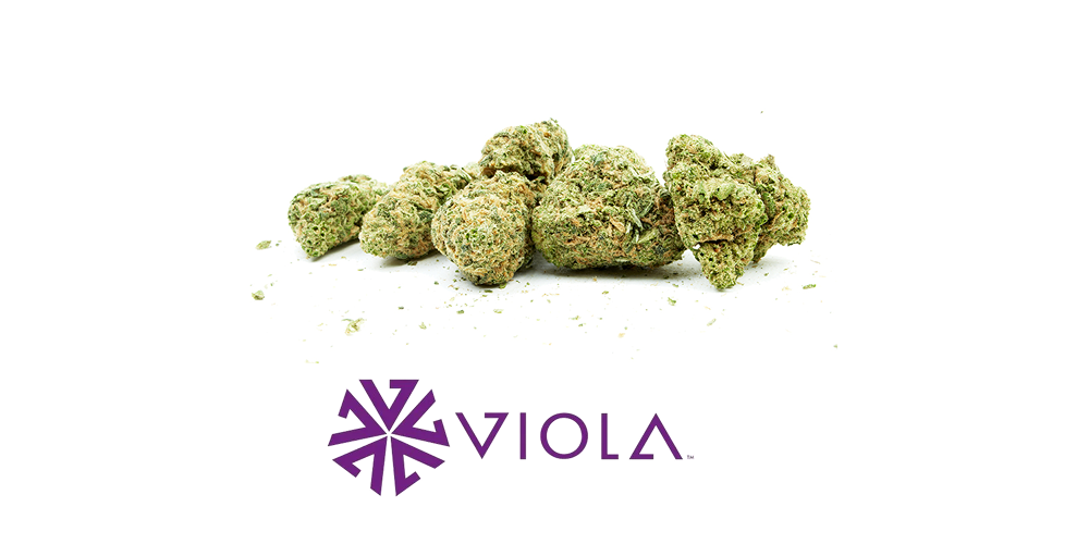 20% off Connoisseur shelf Viola Flower! special photo