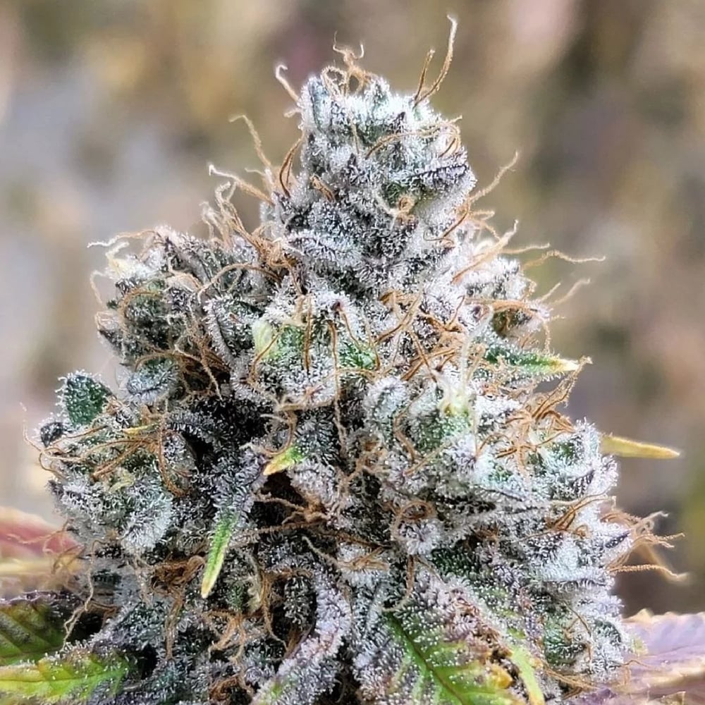 Pamir Punch - 1/8oz in Kahului