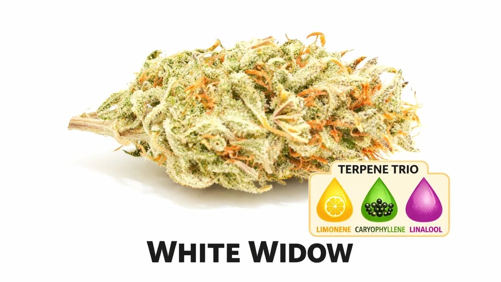 White Widow [.7g]