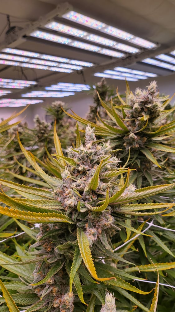 Blue Dream [56g]