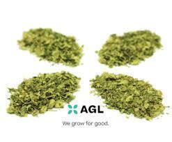  Fantasy Melonz Select Grind | T25.68 | 01058 | 14g"