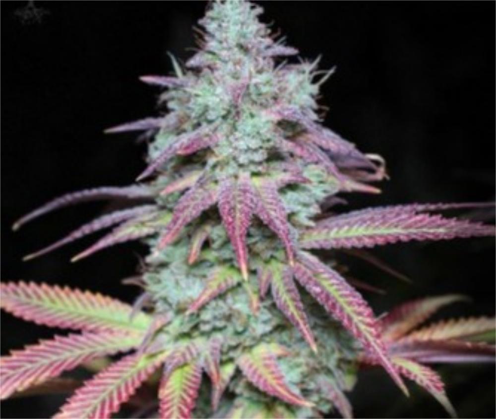 Blue Glue #4
