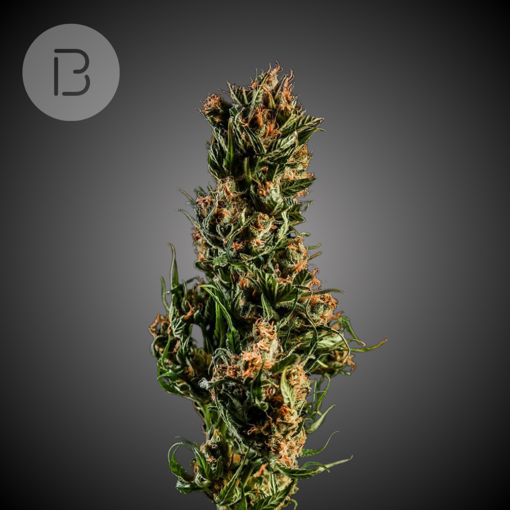 Golden Goat by Garden First