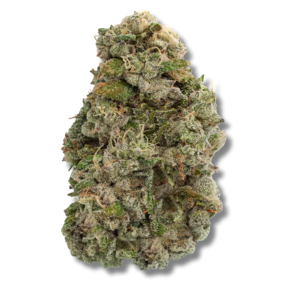 Trees Co. - Knight Bus Flower