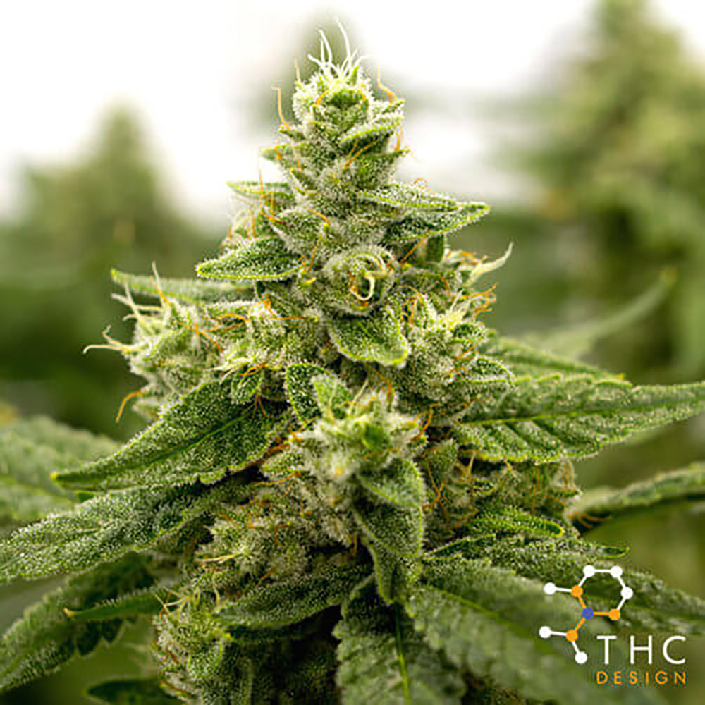 Fantastic Voyage | THC Design - Jane