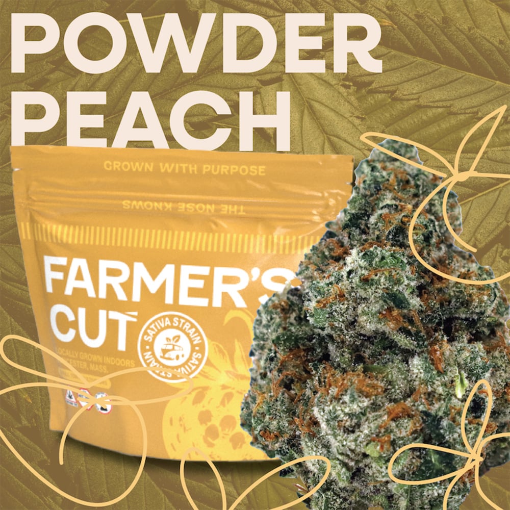 Farmer's Cut - Powder Peach Flower Farmer's Cut - Powder Peach Flower