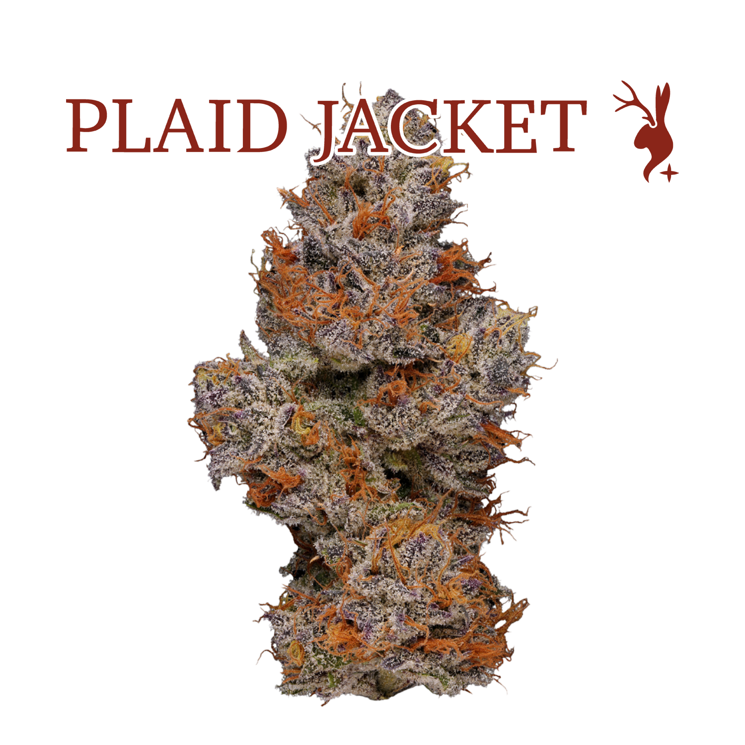 Shop Ethiopian x Sky Cuddler Kush | Clear Choice Cannabis - Tacoma  Dispensary Tacoma, WA