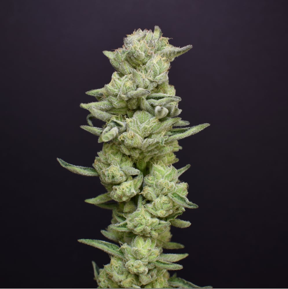 Animal Face Kush Mints