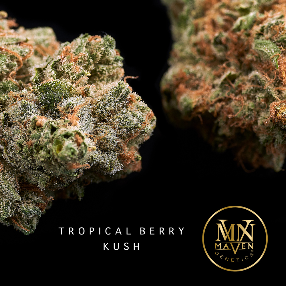 Tropical Berry Kush Maven Jane