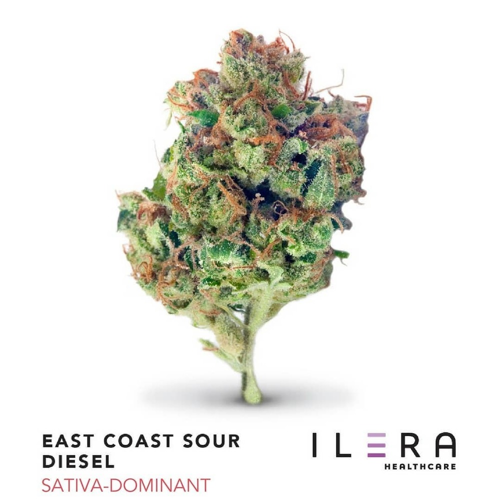 East Coast Diesel >> East Coast Sour Diesel Ilera Jane East Coast Diesel >> East Coast Sour Diesel Ilera Jane