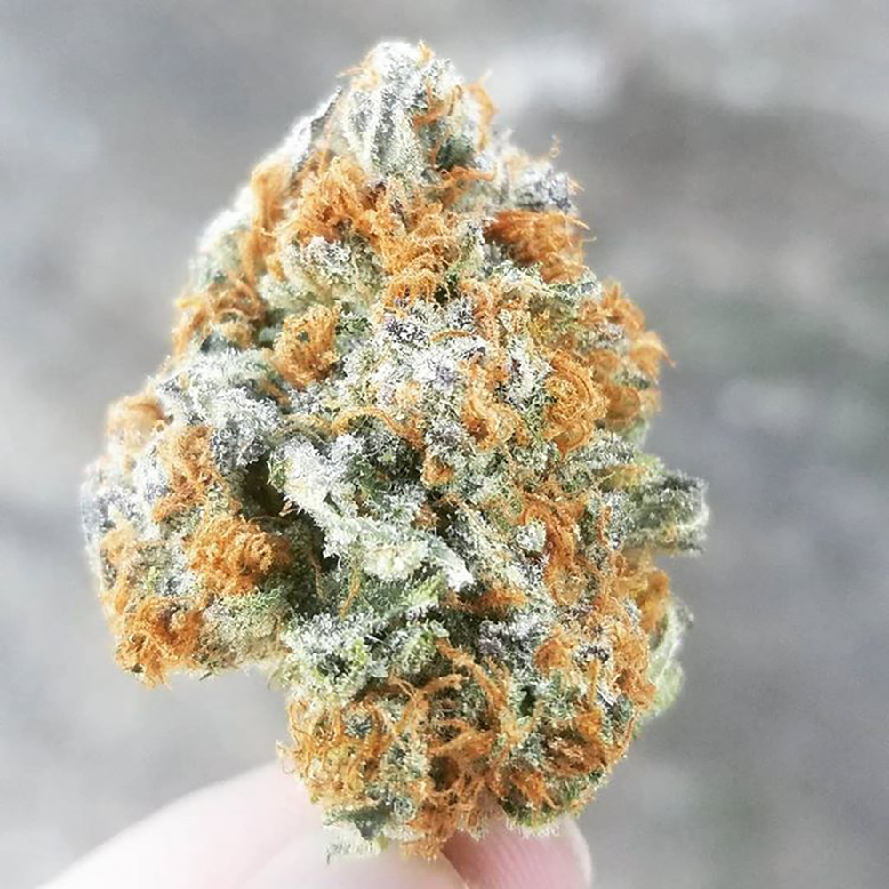 Candy Kush Equinox Gardens Jane