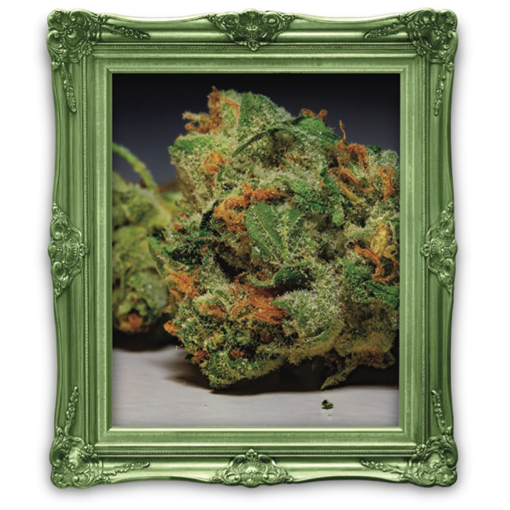Grapefruit Durban Terrapin Jane