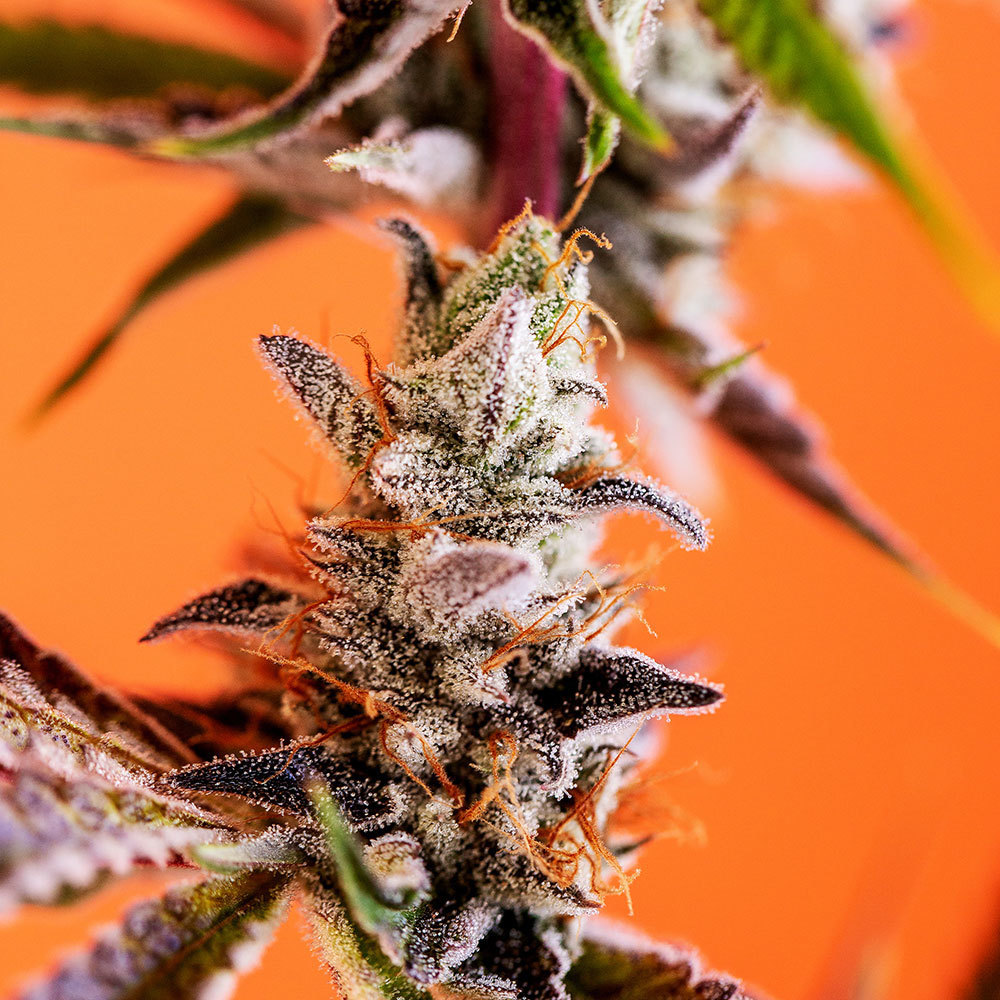Mango Kush Medizin Jane