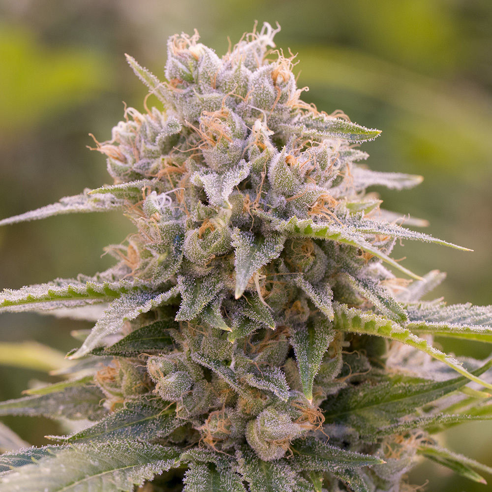 Kepler 22B Kush Green Dragon Gardens Jane