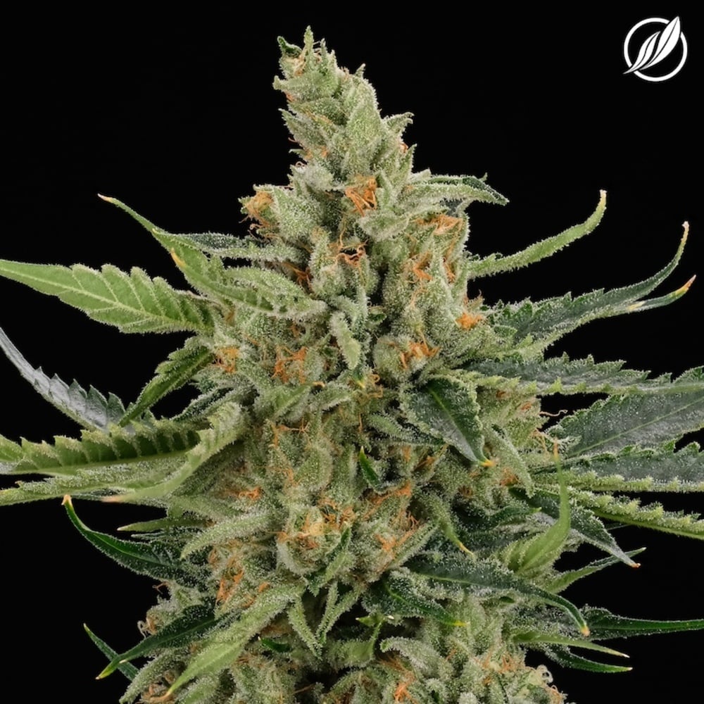 CTPharma - Chem-band (H) Flower  C0020026514