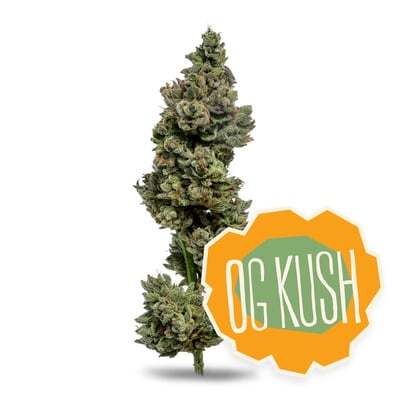 OG Kush