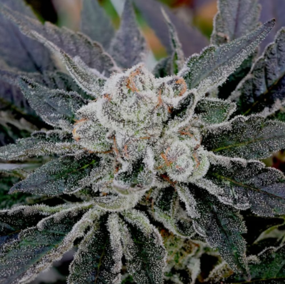Berry Pie