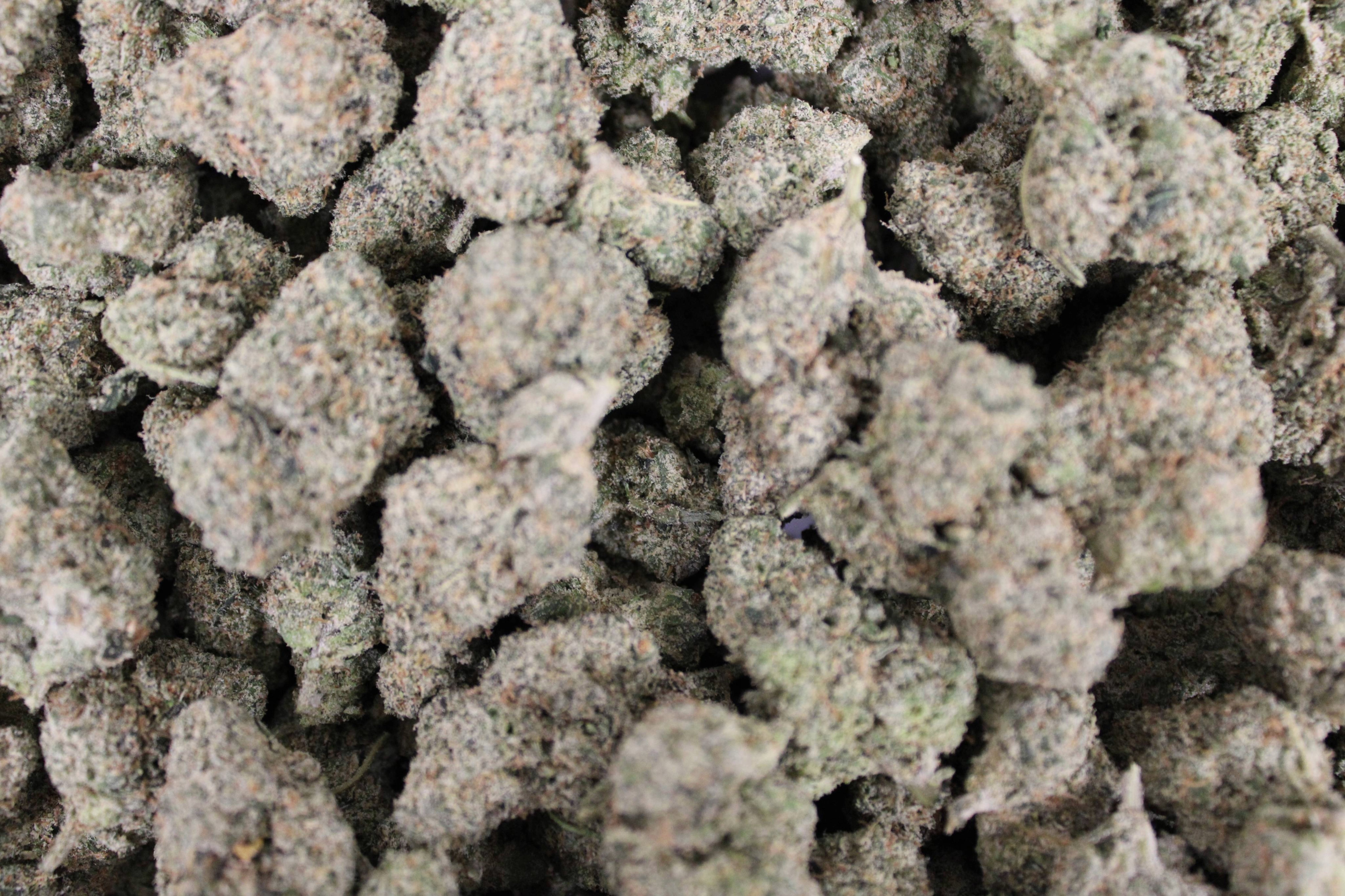 Kind Care - Apricot Scone - Bulk Flower - Sativa Hybrid
