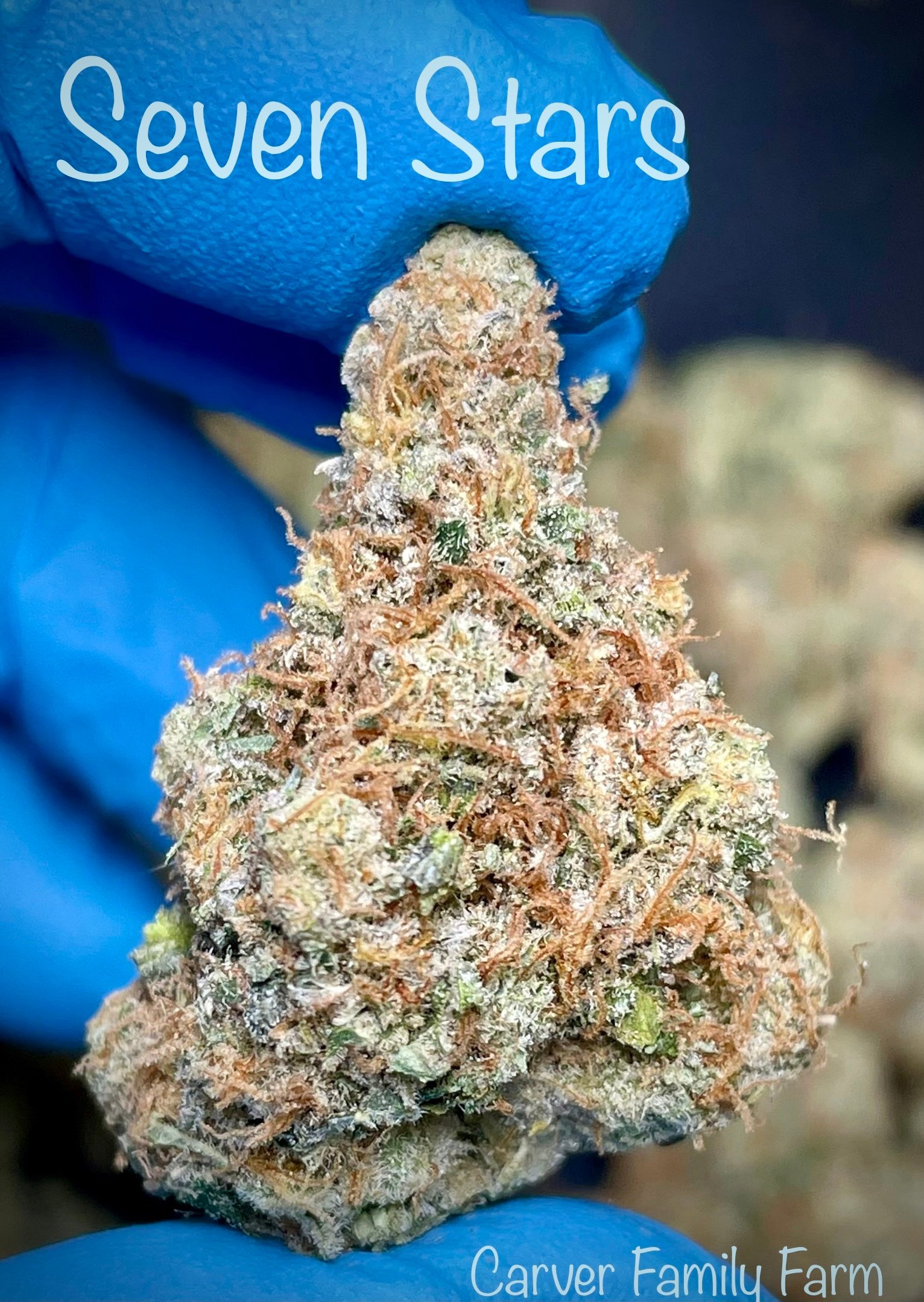 seven★star Shop Seven Stars / 7 Stars | Carver Family Farm Dispensary