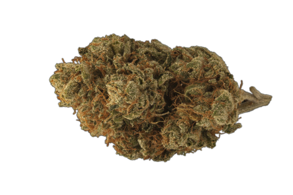 Freezer Burn Loudbird Jane