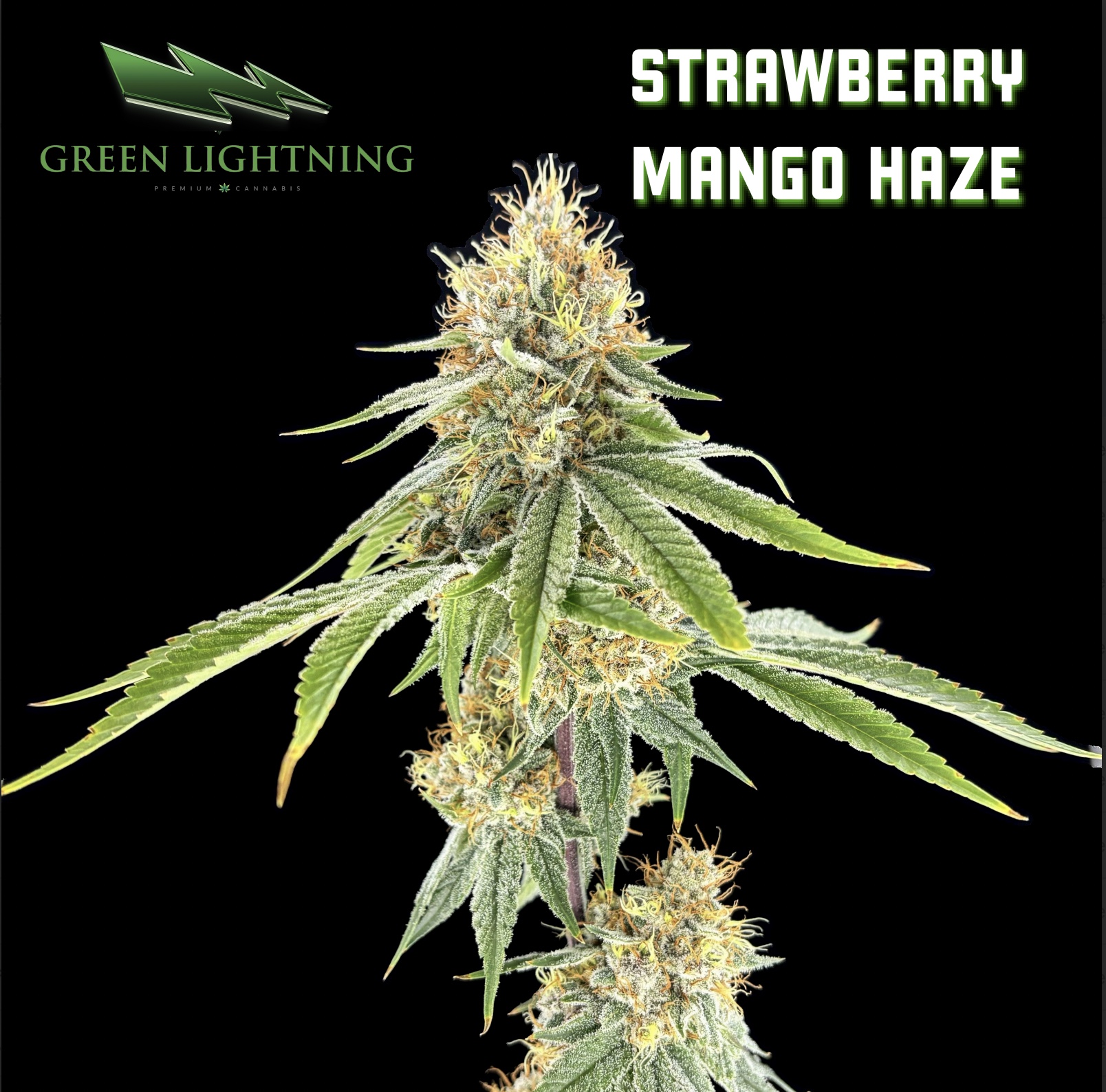 Strawberry Mango Haze