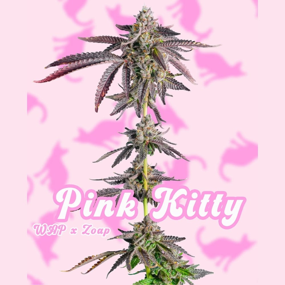 Pink Kitty #2
