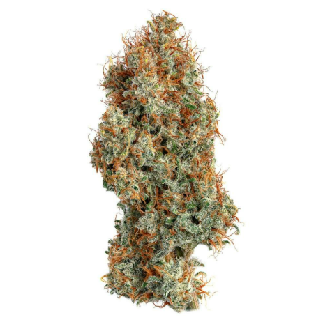 Super Lemon Haze 2.0