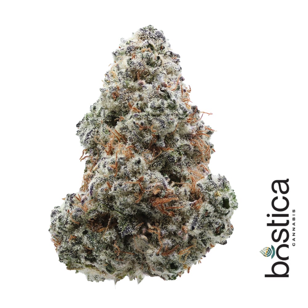 Bostica - Mind Melt Flower